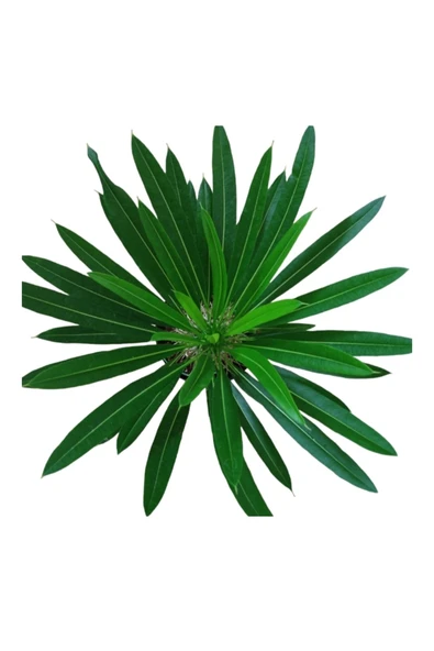 Madagaskar palmiyesi dekoratif taş saksıda 30-35 cm - Resim 2