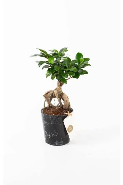 Siyah Seramik Saksıda Ficus Ginseng Bonsai ürün görseli 1