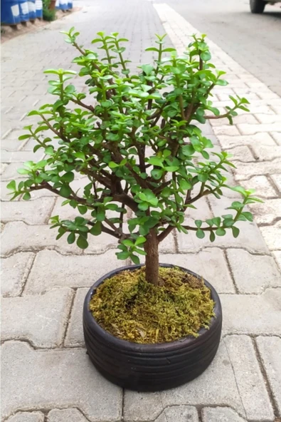 Bonsai Para Ağacı - Para Çiçeği - Bereket Ağacı ürün görseli 1