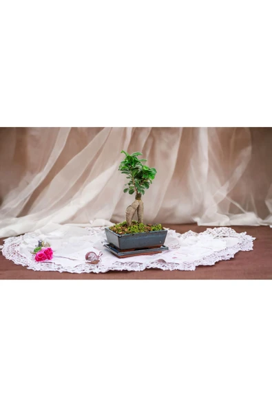 Muhteşem doğum günü hediyesi Bonsai ürün görseli 1