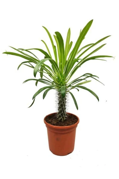 Madagaskar Palmiyesi- Pachypodium Lamerei 25 Cm ürün görseli 1