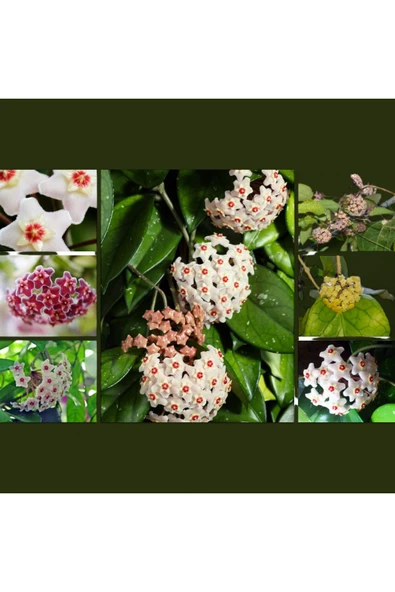 5 ayrı renkte 5 adet mum çiçeği fidanı ürün görseli 1