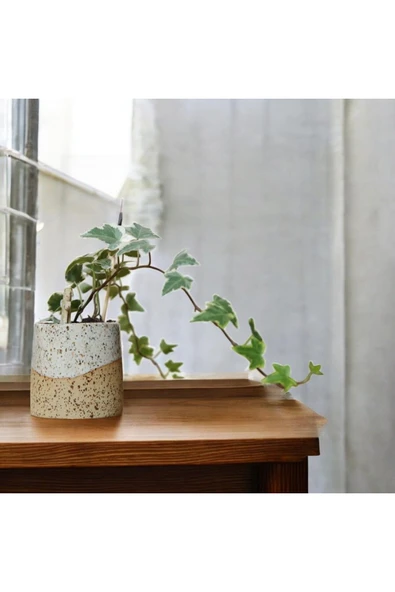 Stoneware Seramik Saksıda Alacalı Hedera Sarmaşığı - Resim 2