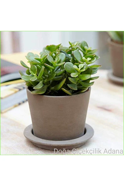 Para Ağacı Bereket, Iyi Şans Ve Para Çiçeği Crassula Ovata ürün görseli 1