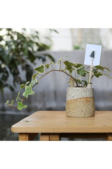 Stoneware Seramik Saksıda Alacalı Hedera Sarmaşığı - Resim 3