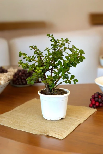 Orta Boy Para Bonsai Para Çiçeği 12 cm saksıda - Resim 3