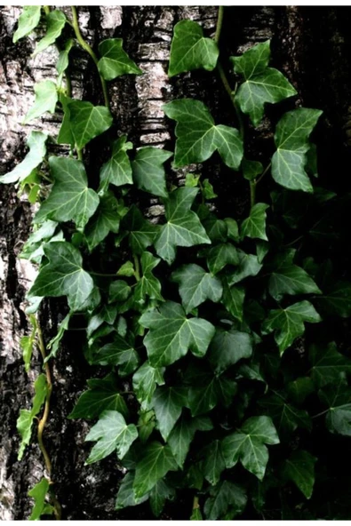 2'li Duvar Sarmaşığı (Hedera helix) ? - Resim 6