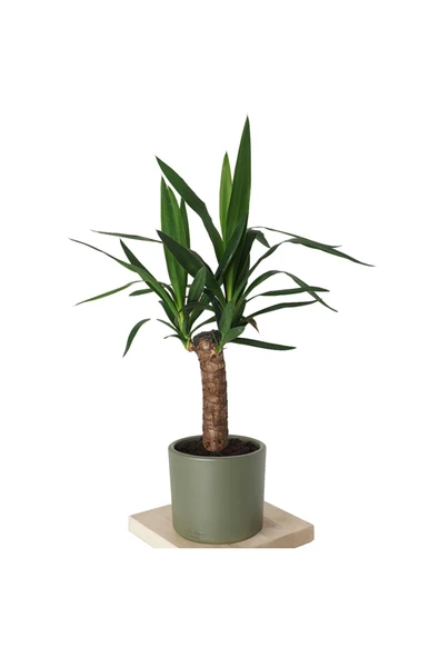 yucca - Resim 2