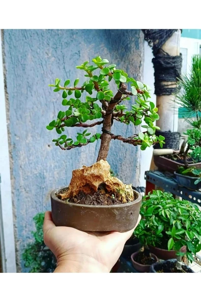 Bonsai Para Ağacı Dekoratif Saksıda - Resim 3