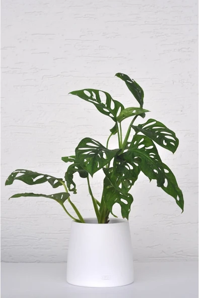 Deve Tabanı El Yapımı Seramik Bipot Saksıda Monstera Adansonii ürün görseli 1