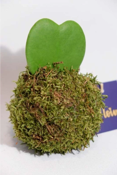 Kokedama Hoya Kerii ürün görseli 1