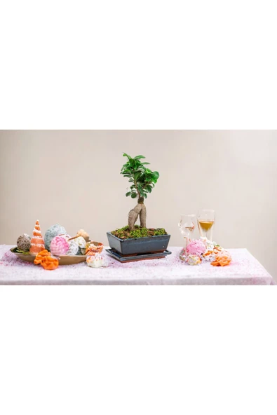 Doğum günü hediyesi özel saksıda Bonsai ürün görseli 1