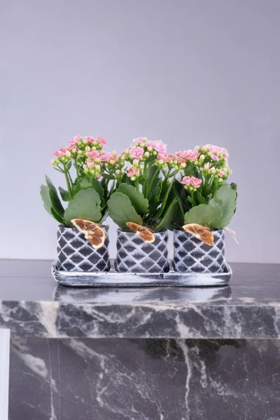 Dekoratif Taş saksılarda kalanşo bitkileri kalanchoe 001lpd ürün görseli 1