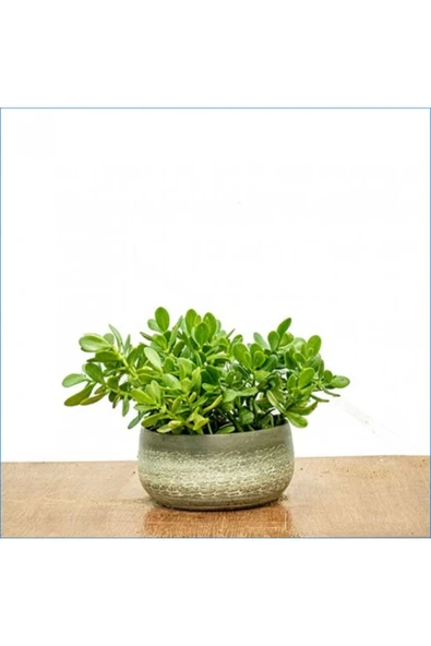 Yetişkin Para Ağacı Bereket Iyi Şans Ve Para Çiçeği Crassula Ovata Özel Beton Saksıda ürün görseli 1