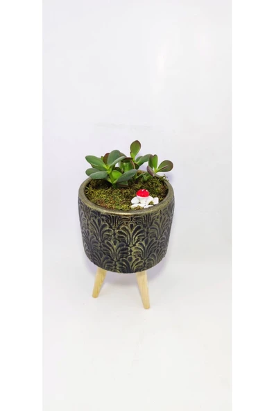 Dekoratif Desenli Saksıda Crassula - Resim 2