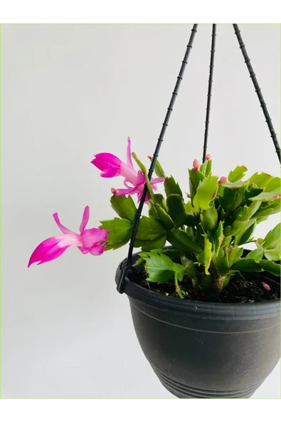 Yılbaşı Çiçeği Askılı Saksıda Schlumbergera 01adana ürün görseli 1