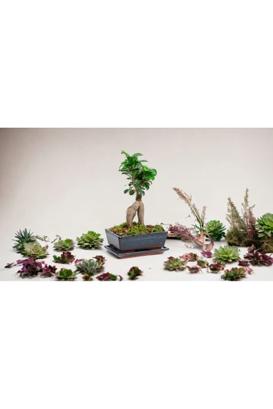 Hediyelik Bonsai özel saksıda ürün görseli 1