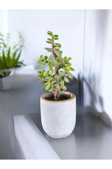 Mini Bonsai Para Ağacı Dekoratif Beton Saksıda 870866 ürün görseli 1
