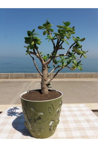 Crassula Ovata- Para Çiçeği- Bereket Bitkisi- 50-65 Cm ürün görseli 1