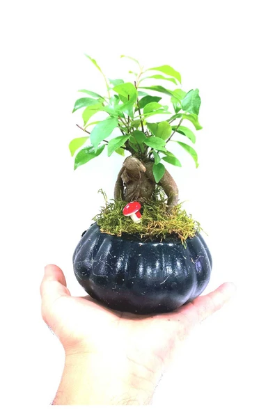 Tasarım Ficus Ging Seng Bonsai - Resim 2