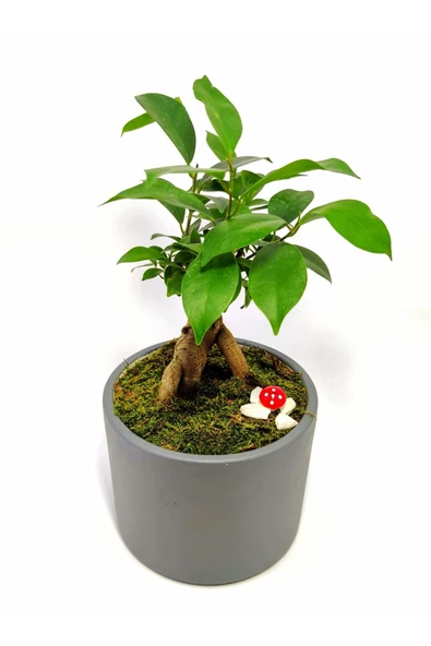 Dekoratif Desenli Saksıda Mini Bonsai - Resim 4