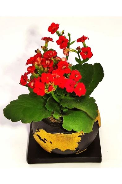 Dekoratif Saksıda Kalanchoe - Resim 2