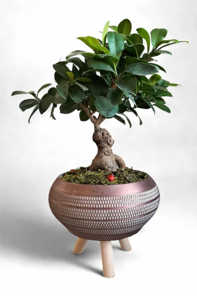 Ficus Ging Seng Bonsai Ayaklı Saksı da - Resim 3