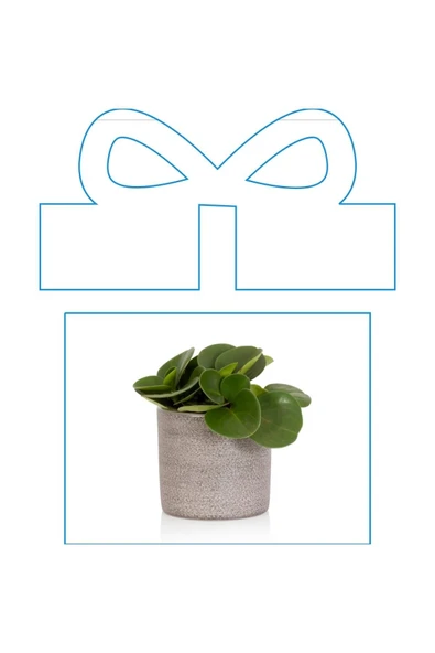 Ofis Hediyesi Peperomia Obtusifolia Seramik Saksılı ürün görseli 1
