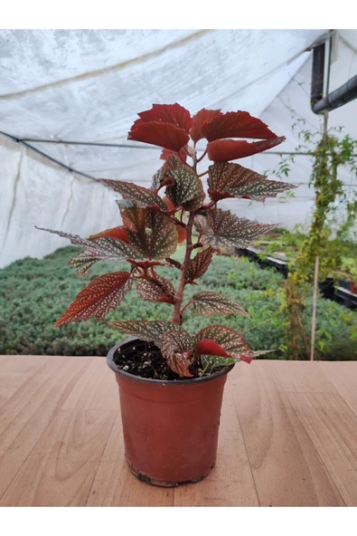 Begonia Aconitifolia Çilli Begonya ( 13 Cm Saksıda ) Pembe Çiçekli ürün görseli 1