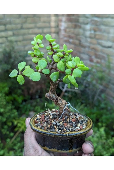 PTTAVM: El Yapm Saksda Bonsai ara iei Afra Yeim Aac 012