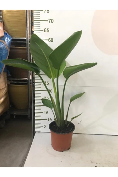 Starliçe 40-70cm ürün görseli 1