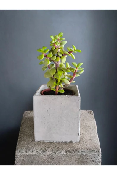 Dekoratif Mini Saksıda Mini Para Bonsai - Resim 2