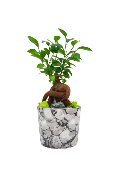 Kengai Ficus Gingseng Bonsai & Granit Desenli Seramik Saksıda Bitki Tasarımı Canli Saksi Cicekleri ürün görseli 1