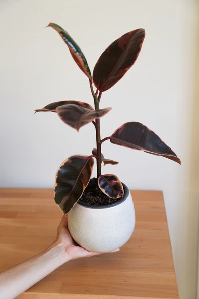 Ficus Elastica Belize-Pembe Kauçuk Ağacı-40-50 cm-Ev Ofis Salon İç Mekan Bitkisi ürün görseli 1