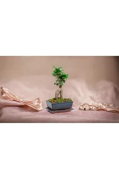 Doğum günü hediyesi özel saksıda Bonsai - Resim 2