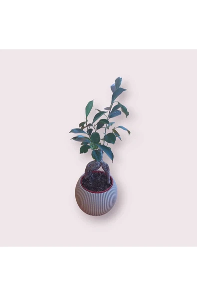 Ficus Ginseng Bonsai 30 cm, 2 Ana Dal, Iç Mekan - Ofis Bitkisi ürün görseli 1