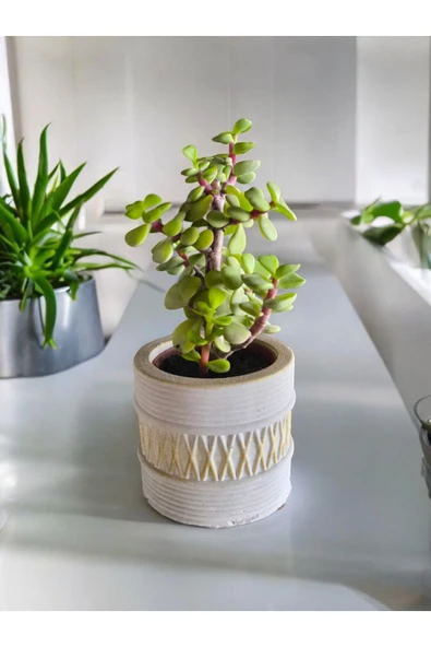 Mini Bonsai Para Ağacı Dekoratif Beton Saksıda 071 ürün görseli 1