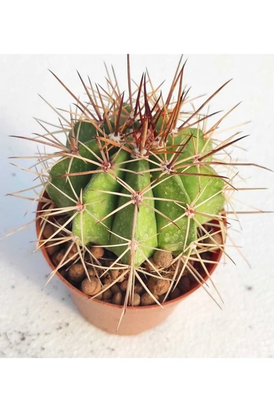Melocactus--kaktüs ürün görseli 1