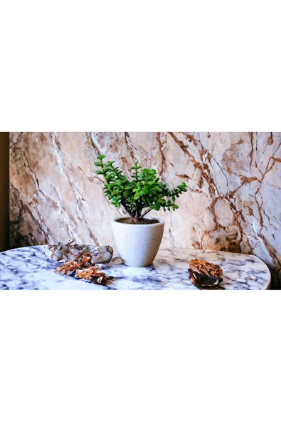 Şans Getiren Bonsai Ağacı Afra Para Bitkisi ürün görseli 1