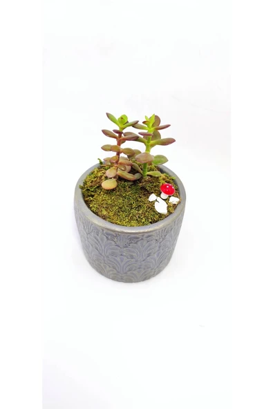 Dekoratif Desenli Saksıda Crassula - Resim 4