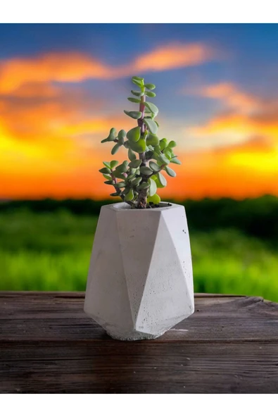 Mini Bonsai Para Ağacı Taş Saksıda - Resim 2