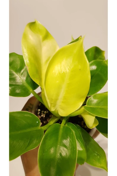 Philodendron 'Moonlight' - Resim 3