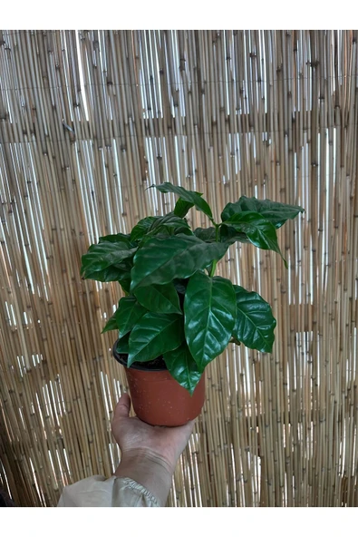 Coffea Arabica - Kahve Çiçeği - Ev Ofis Salon Iç Mekan Bitkisi ürün görseli 1
