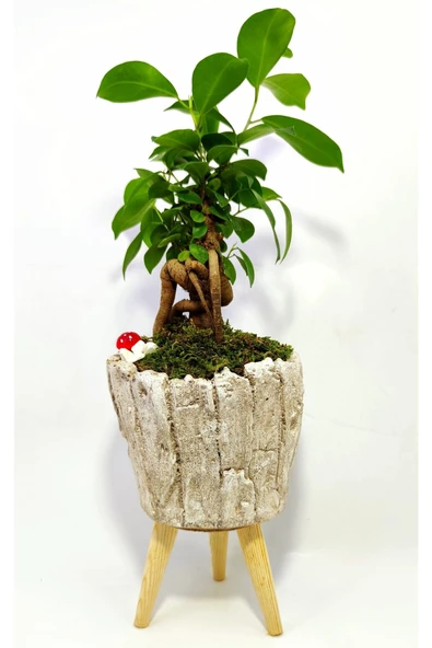 Dekoratif Ağaç Kabuğu Desenli Saksıda Mini Bonsai ürün görseli 1