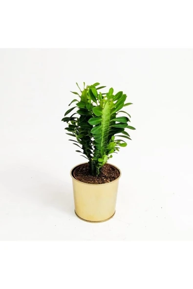 Euphorbia Trigona Green - Resim 2