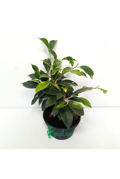 Ficus Bonsai Bitkisi 30 Cm - Resim 2