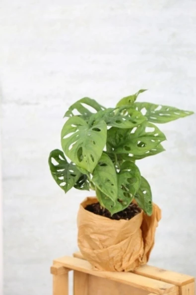 Monstera Adansonii-monstera Monkey Mask-deve Tabanı - Resim 4