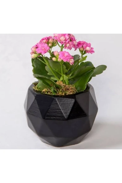 18 Cm Geometrik Taş Saksı'da Kalanchoe Bitkisi ürün görseli 1