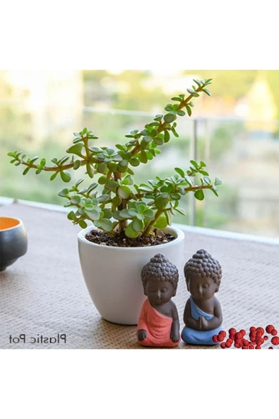 Hediyelik Para Ağacı Dekoratif Saksıda Bonsai no2 ürün görseli 1
