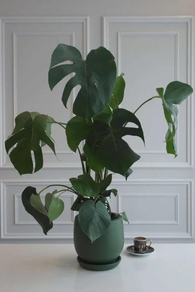 Monstera Büyük Boy Deve Tabanı Terracotta Saksılı ürün görseli 1